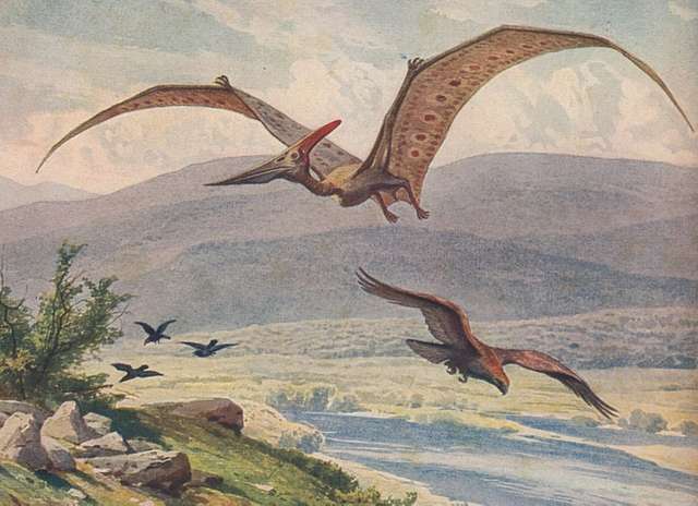 pteranodon